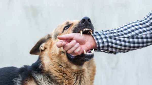 A male German shepherd bites a man by the hand.