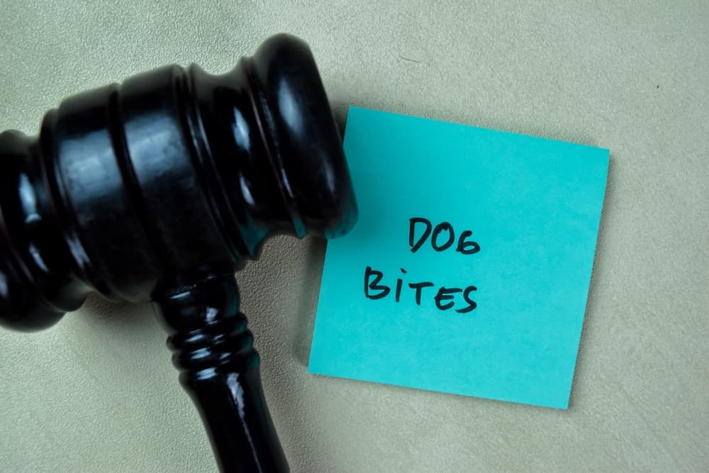 Hiring San Jose Dog Bite Lawyer